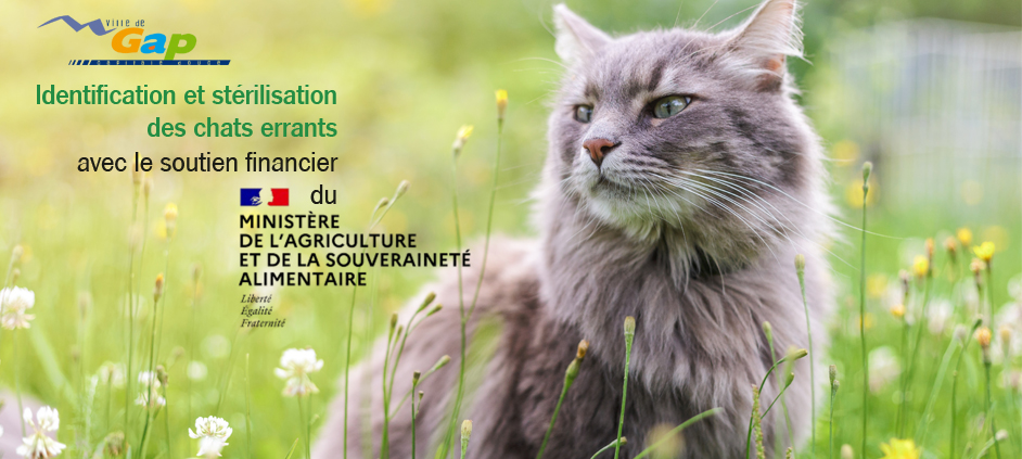 Des campagnes de stérilisation des chats errants intensifiées en 2025 sur la ville de Gap