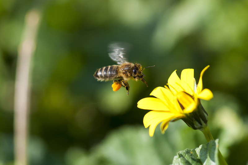 Une abeille butine une fleur