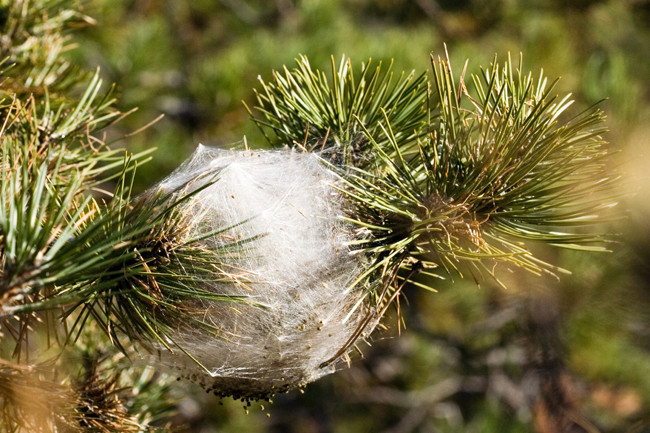 Quand le printemps arrive, attention aux chenilles processionnaires