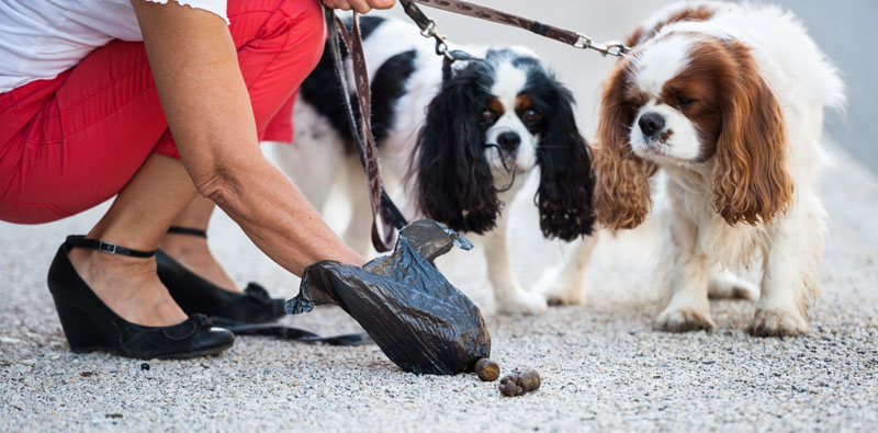 Propreté canine