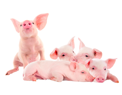 Porcs à déclarer pour les risques de peste porcine africaine