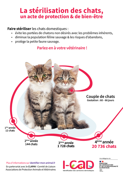 Infos stérilisation des chats