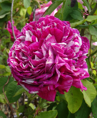 Collection de roses à voir à Charance jusqu'au 19 juillet 2020